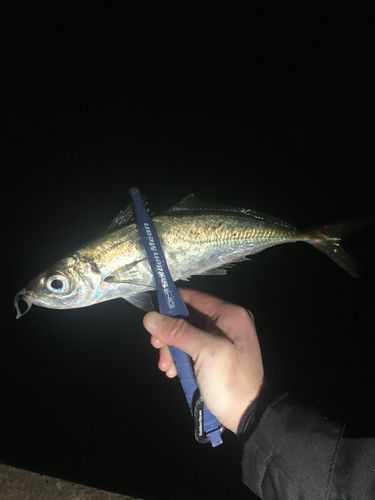 マアジの釣果
