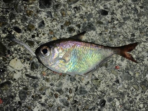 ミナミハタンポの釣果