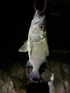セイゴ（マルスズキ）の釣果