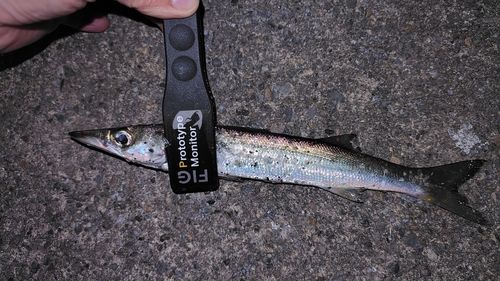 カマスの釣果