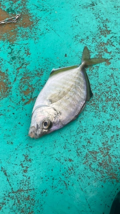 カイワリの釣果