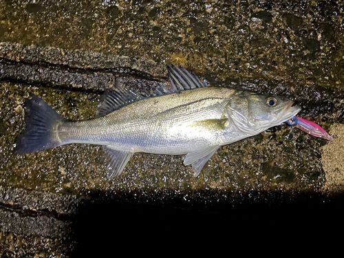 セイゴ（マルスズキ）の釣果