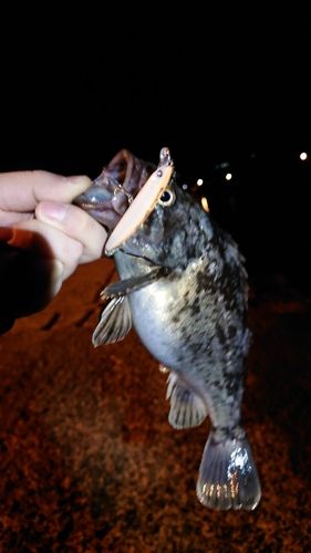 クロソイの釣果