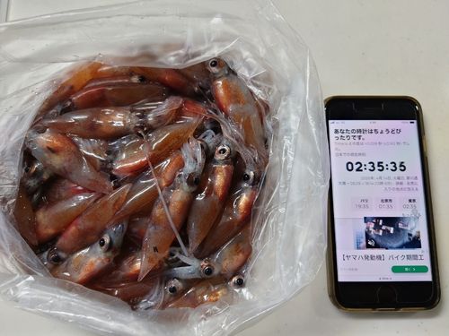 ホタルイカの釣果