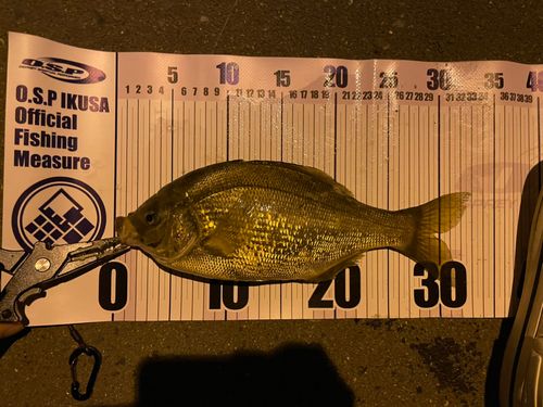 ウミタナゴの釣果