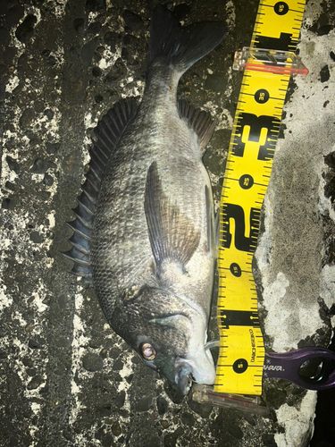 クロダイの釣果