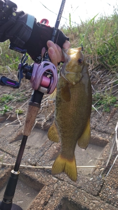 スモールマウスバスの釣果
