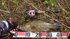 スモールマウスバスの釣果