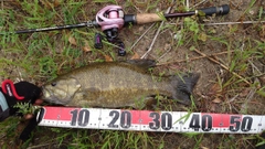 スモールマウスバスの釣果