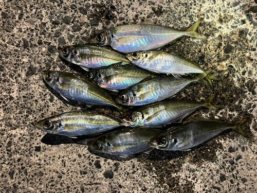 アジの釣果