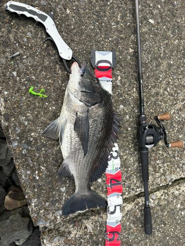 チヌの釣果