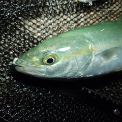 ツバイソの釣果