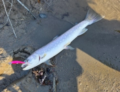 アメマスの釣果
