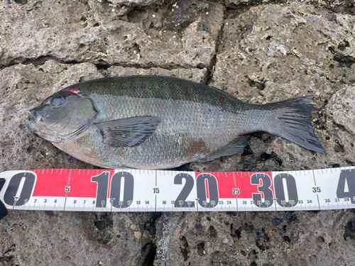 メジナの釣果