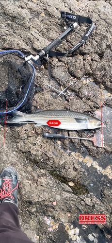 ボラの釣果