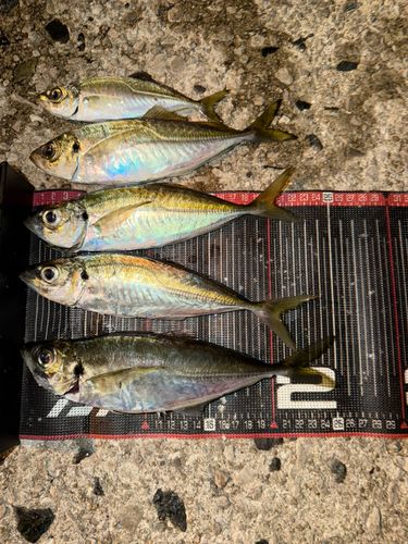 アジの釣果