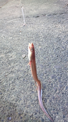 アナゴの釣果