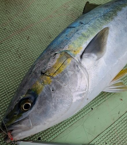 ブリの釣果