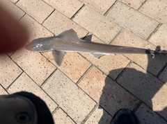 ホシザメの釣果