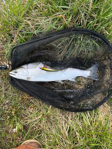 サクラマスの釣果