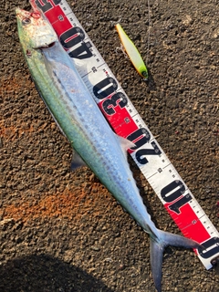 サゴシの釣果