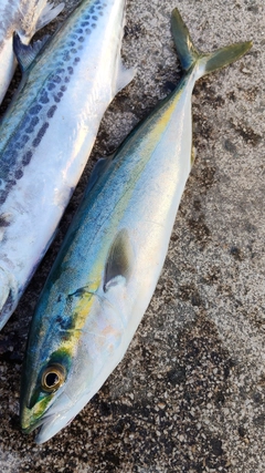 コゾクラの釣果