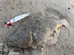 ヒラメの釣果