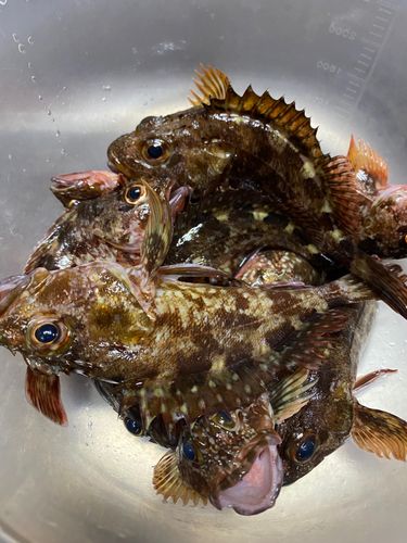 カサゴの釣果