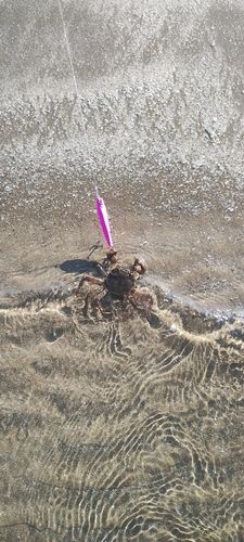 モクズガニの釣果