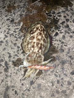コウイカの釣果