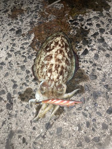 コウイカの釣果
