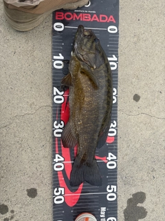 スモールマウスバスの釣果