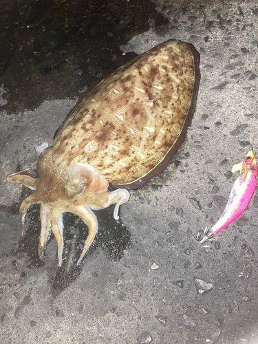 コウイカの釣果