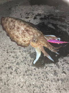 コウイカの釣果