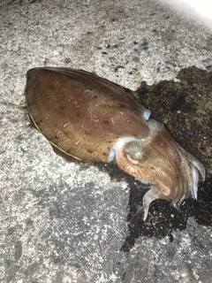 コウイカの釣果