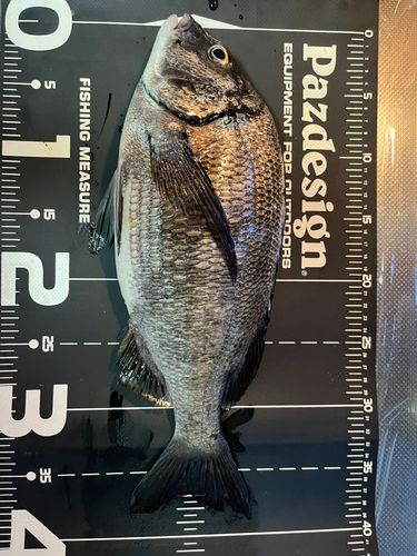 クロダイの釣果