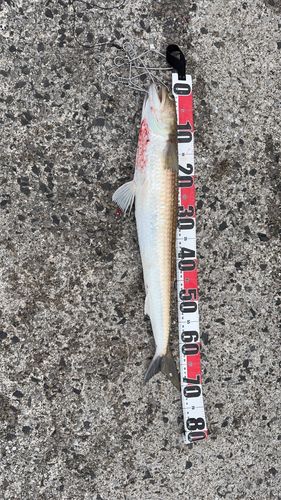 エソの釣果