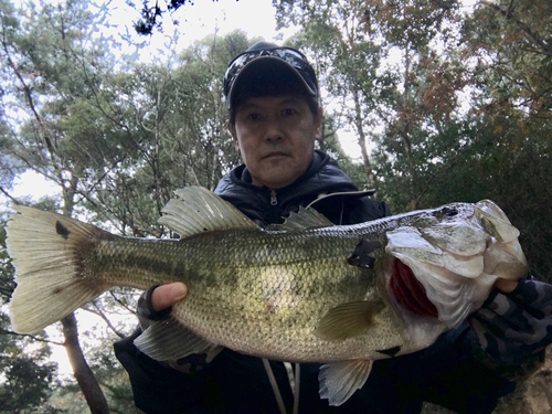 ブラックバスの釣果