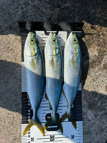ツバイソの釣果