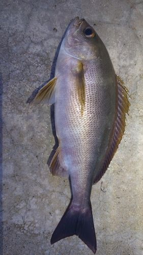イサキの釣果