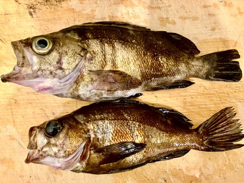 メバルの釣果