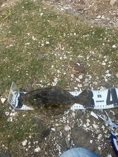 ヒラメの釣果