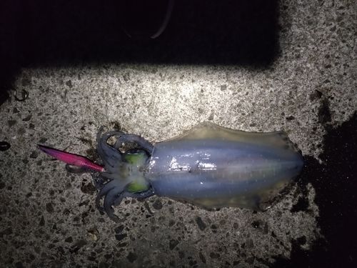 ミズイカの釣果