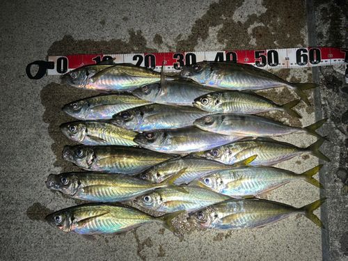 アジの釣果