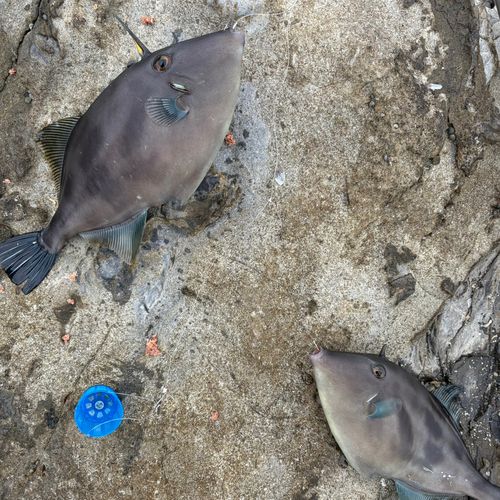 ウマヅラハギの釣果