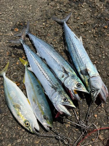 コゾクラの釣果