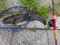 ナマズの釣果