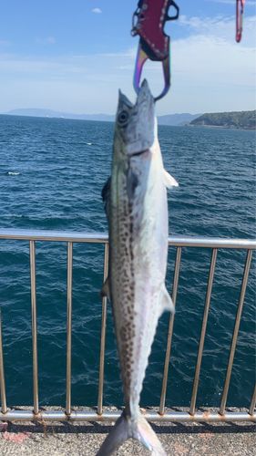サゴシの釣果