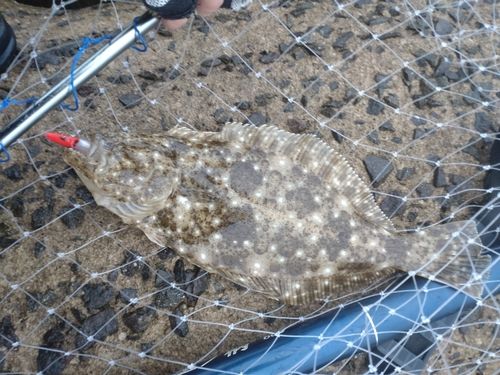 ヒラメの釣果