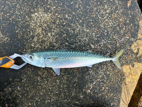 サバの釣果